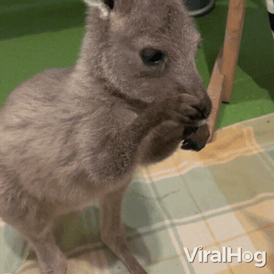 Baby Kangaroo Standing On Plaid Blanket Viralhog GIF