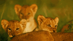 Baby Lions Roaring GIF