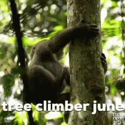 Baby Monkey Climb The Coconut Tree GIF