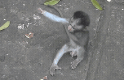 Baby Monkey Held By Larger Monkey GIF