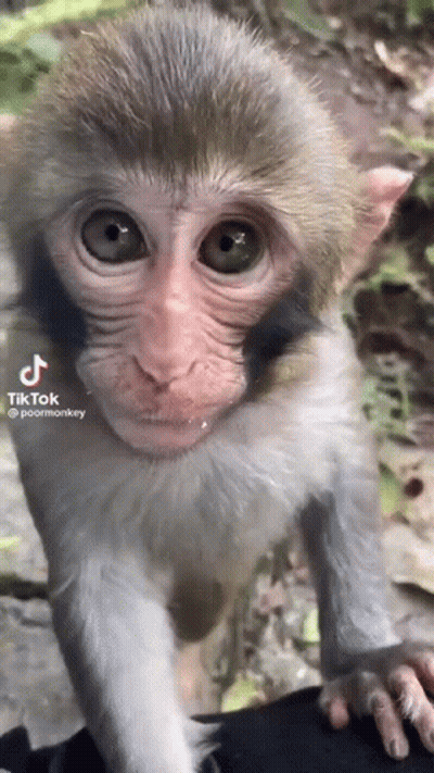Baby Monkey Held Looking At Camera GIF