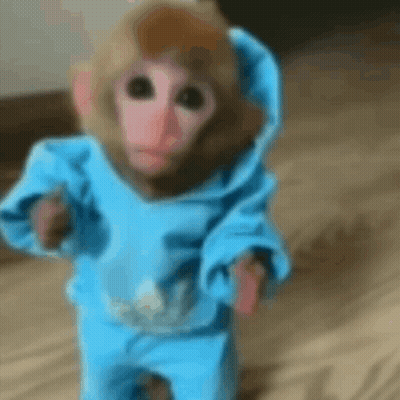 Baby Monkey In Blue Hoodie Walking On Wooden Floor GIF