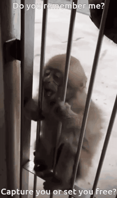 Baby Monkey In Cage Do You Remember Me GIF