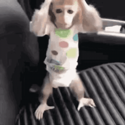 Baby Monkey In Diaper Standing In Car GIF