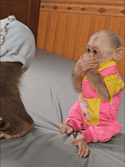Baby Monkey In Pink And Yellow Outfit GIF