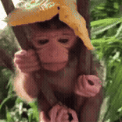 Baby Monkey In Yellow Hat On Tree Branch GIF