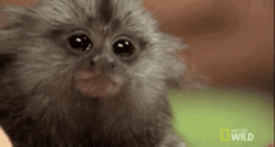 Baby Monkey Looking At Camera With National Geographic Wild Logo GIF