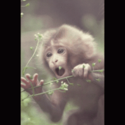 Baby Monkey Open Mouth Eating Flower GIF