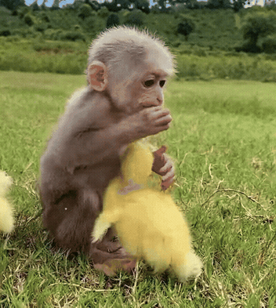 Baby Monkey Playing With Stuffed Animal In Field GIF