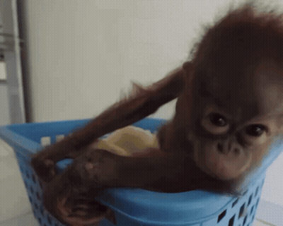 Baby Monkey Sitting In Blue Laundry Basket GIF