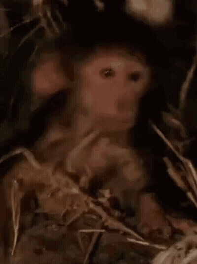 Baby Monkey Sitting In Grass Looking At Camera GIF
