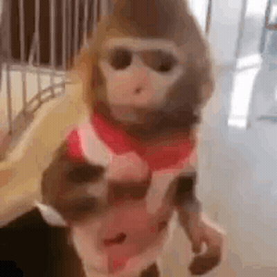 Baby Monkey Sitting In Grass Looking At Camera GIF