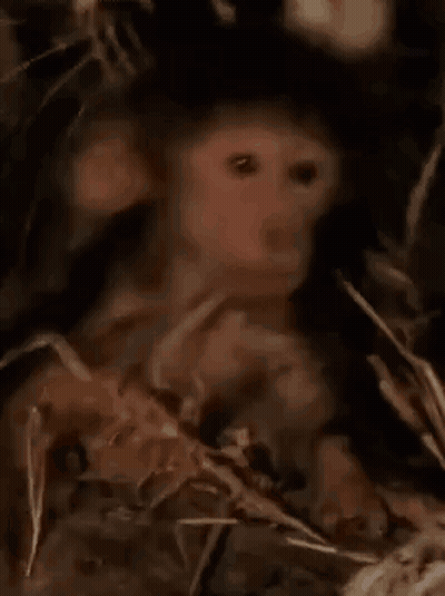 Baby Monkey Sitting In Hay Looking At Camera GIF
