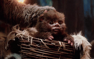 Baby Monkey Sitting In Wicker Basket GIF