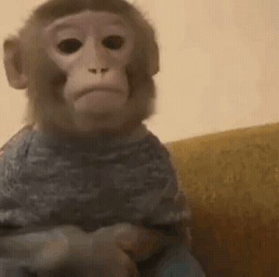 Baby Monkey Sitting On Couch GIF