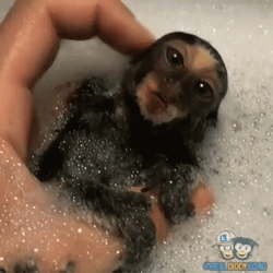 Baby Monkey Swimming In A Soapy Water GIF