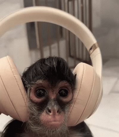 Baby Monkey Wearing Headphones GIF