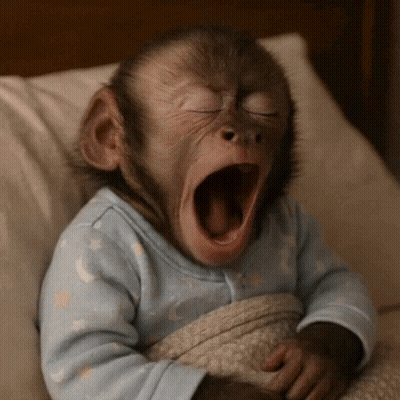 Baby Monkey Yawning In Blue Shirt GIF