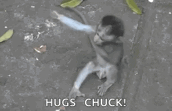Baby Monkeys Hug Chuck Meme GIF