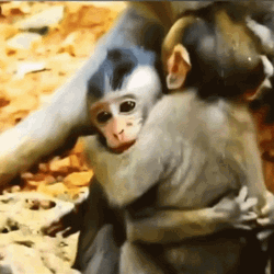 Baby Monkeys Hug Meme GIF