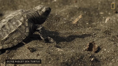 Baby Olive Ridley Sea Turtle Crawling On Sand GIF