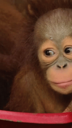 Baby Orangutan Looking GIF