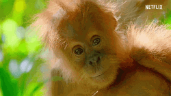 Baby Orangutan Staring GIF