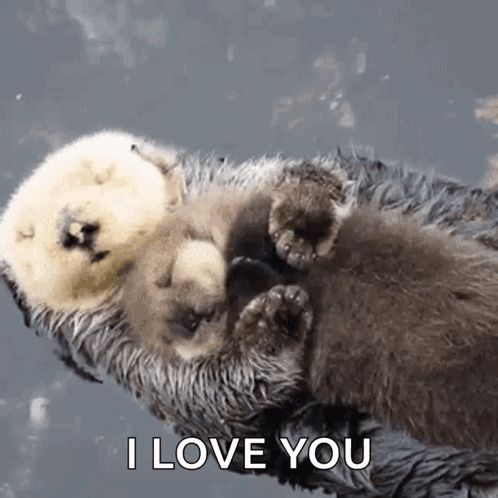 Baby Otter Laying On Mother 'S Back I Love You GIF