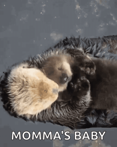 Baby Otter Lying On Mother GIF
