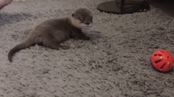 Baby Otter Rolling Over