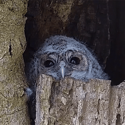 Baby Owl Peeking Out Of Tree Hole GIF