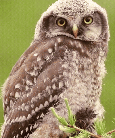 Baby Owl Perched On Tree Branch Looking At Camera GIF