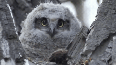 Baby Owl Sitting On Tree Branch GIF