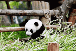 Baby Panda Animal