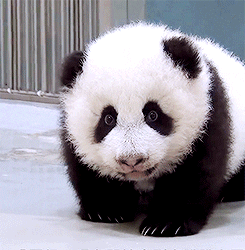 Baby Panda Crawl Step