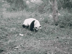 Baby Panda Funny Somersault