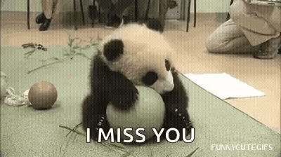 Baby Panda Playing With Ball Saying I Miss You GIF