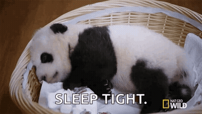 Baby Panda Sleeping In Wicker Basket Saying Sleep Tight GIF