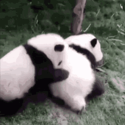 Baby Panda Sweet Cuddle