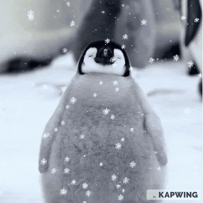 Baby Penguin Standing In Snow GIF