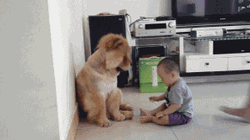 Baby Poke Dog Chow Chow Paw GIF