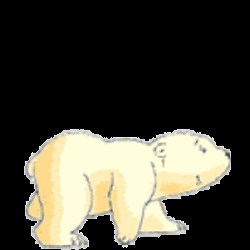 Baby Polar Bear Walk GIF
