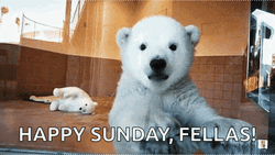 Baby Polar Bear Waving Happy Sunday Fellas GIF