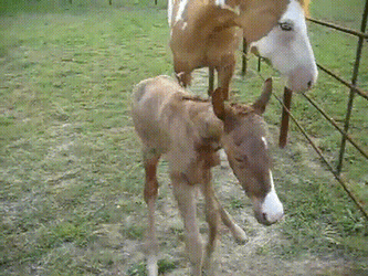 Baby Pommel Horse GIF