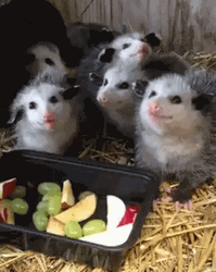Baby Possum On The Barn GIF