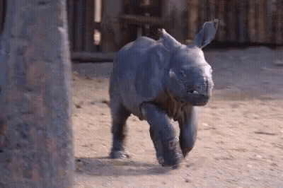Baby Rhino Running On Dirt GIF
