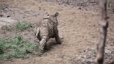 Baby Rhino Running Through Dirt GIF