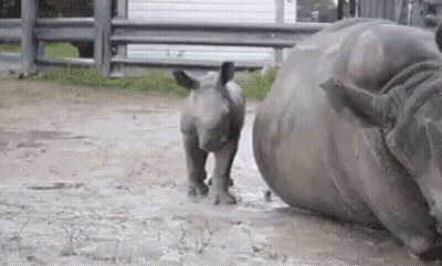 Baby Rhino Walking Next To Mother GIF