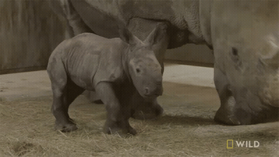 Baby Rhino Walking With Mother Saying Wild GIF