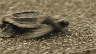 Baby Sea Turtle Crawling GIF